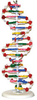DNA Model - MOLE1001 - Parco Scientific Company