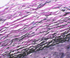 Tyson`s Modification for Elastic Fibers - k055 - Poly Scientific