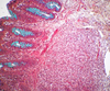 Movat`s Pentachrome Method for Connective Tissue - k042 - Poly Scientific
