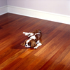 Unfinished Exotic Hardwood Flooring Royal Mahogany - UN-RM-EX - Hardwood Brokers Corp.