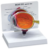 Basic Eye Model -- B2750 - Image