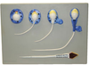 Spermatogenesis Model - B10503 - Parco Scientific Company