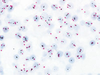 ultraView Red ISH DIG Detection Kit - 760-505 - Ventana Medical Systems, Inc.