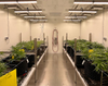 FITOCLIMA Medical Plants CANNABIS Chambers -  - Aralab