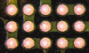 Semiconductor Solder Paste - PoP Paste Indium9.88 - Indium Corporation