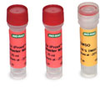 iProof&trade; GC Master Mix - 172-5320 - Bio-Rad Laboratories, Inc.