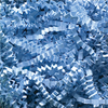 10 lb. Light Blue - Crinkle Paper -- CP10M - Image