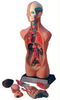 Sexless Human Torso (50cm) - B10106 - Parco Scientific Company