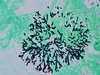 GMS II Staining Kit - 860-028 - Ventana Medical Systems, Inc.