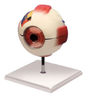 Eye Model -- B10403