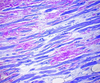 Lieb`s Method for Amyloid (Crystal Violet) - mw016 - Poly Scientific