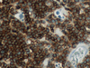 CONFIRM CD4 - 790-4423 - Ventana Medical Systems, Inc.