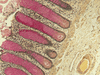 Mucicarmine Staining Kit - 860-011 - Ventana Medical Systems, Inc.