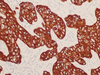 Cytokeratin 8 &18 - 760-4344 - Ventana Medical Systems, Inc.