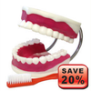 Teeth Model - B10416 - Parco Scientific Company