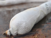 Oil-Only Sorbent Boom, Sock-in-Net -- M-51S - Image