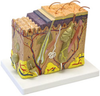 Skin Model - B10425 - Parco Scientific Company