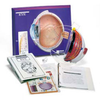 Eye Model Activity Set -- AM2640 - Image