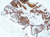 CD44 - 790-4537 - Ventana Medical Systems, Inc.