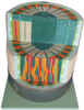 Stem Column - Dicotyledon - B10304 - Parco Scientific Company