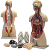 Sexless Human Torso with Open Back - B10107 - Parco Scientific Company
