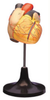 Life-Size Heart Model - B10405 - Parco Scientific Company