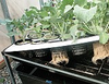 3' x 3' Gro-well Insert with Fittings - Black - AH91011 - Hydrofarm, Inc.