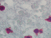 Myeloperoxidase - 760-2659 - Ventana Medical Systems, Inc.
