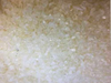 Thermoplastic Elastomer - TPEE virgin pellets - Pacific Materials