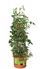 Tomato Barrel w/ 4' Tower -- GCTB