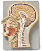 Sagittal Head Model - B10419 - Parco Scientific Company