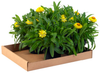 Kraft Corrugated Trays, 15