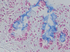 Alcian Blue Staining Kit - 860-002 - Ventana Medical Systems, Inc.