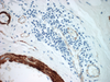 Hematoxylin - 760-2021 - Ventana Medical Systems, Inc.