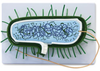 Prokaryotic Cell Model - B10504 - Parco Scientific Company