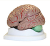 Life-Size Brain Model - B10401-3 - Parco Scientific Company