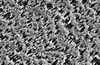 Capillary Membranes For Plasma Separation PLASMAPHAN® P1 LX - Image