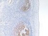 CD21 - 760-4438 - Ventana Medical Systems, Inc.