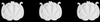 Plaster Ornament, Shell - 816-02A - Deco Craft USA