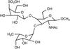 4’-Sulfated Lewis X, Methyl Glycoside - 31017 - Medical Isotopes, Inc.