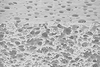Capillary Membranes For Plasma Separation MicroPES® TF10 iv