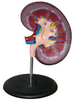 Kidney Model - B10406 - Parco Scientific Company