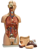 Duel-Sex Human Torso with Open Back -- B10108 - Image