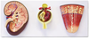 Kidney, Nephron and Glomerulus Model - B10428 - Parco Scientific Company