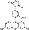 Fluorescein 5-Maleimide - 10277 - Medical Isotopes, Inc.