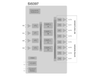 Si5397 High-Performance Clock Jitter Attenuator, Jitter Cleaner -- Si5397 - Image
