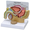 Male Pelvis with Prostate - B3550 - Parco Scientific Company