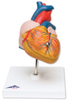 3B Scientific Classic Heart -- 3BG08 - Image
