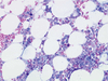Giemsa Staining Kit - 860-006 - Ventana Medical Systems, Inc.