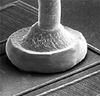 Techni EL Palladium AT7015 - Image